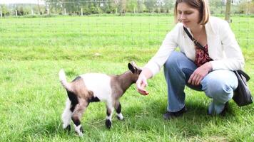 Young woman plays with goat kids, feeding them, sun shining over farm in background, video