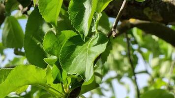 Nahansicht von Grün Apfel Blätter auf ein Baum Ast mit ein Blau Himmel im das Hintergrund. video