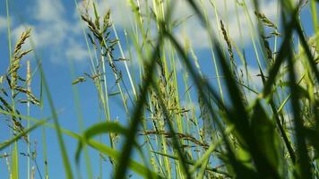 Meadow grass and clouds in the sky on a sunny day. video