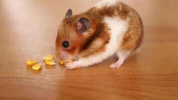 das Hamster nimmt ein Korn von Mais im seine Pfoten und versteckt sich es im seine Wangen. video
