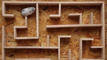 A hamster in a dead end climbed higher to look at the situation from above. video