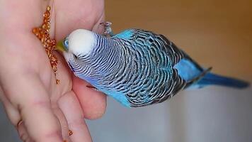 The budgie sits on the thumb of its owner and packs grains of from the palm. video