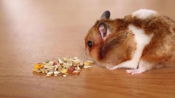 de uiteinde van een loop van een kauwen hamster. syrisch hamster met groot wangen verzamelt granen video