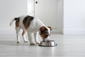 White and brown puppy drinks from steel bowl on light floor photo
