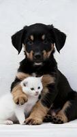 A cute black and tan puppy cuddling a white kitten, symbolizing innocence and purity Vertical Mobile Wallpaper photo