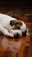 White puppy with brown patches sleeping peacefully on warm wooden floor Vertical Mobile Wallpaper photo