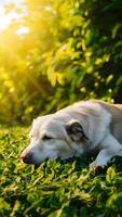 A peaceful scene of a light colored dog resting in a sunlit field Vertical Mobile Wallpaper photo