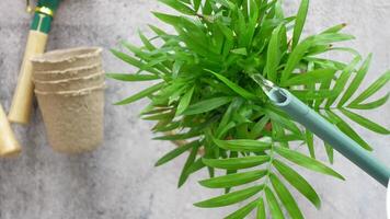 pouring water from watering can. Slow motion. video