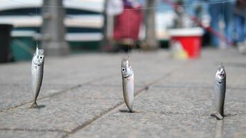 Two small fish suspended from a fishing rod on a sidewalk beside a road video