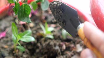 torba di cocco e attrezzi da giardinaggio un tavolo con spazio per la copia video