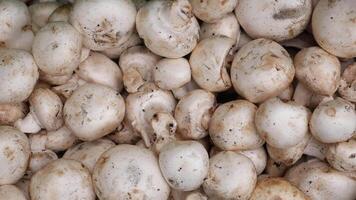 Fresh champignons mushroom in a white bowl on table video