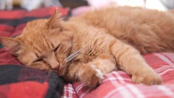 cat sleeping on cozy bed with plaid blanket, looking comfortable video