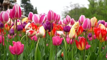 tulipán flores en Leones parque, Francia video
