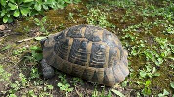 een schildpad wandelingen Aan de groen gras in de park 4k video