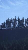 foreste di pini alla base della montagna in una giornata di sole d'estate video