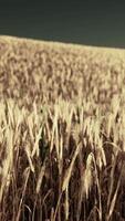 Ripening ears of rye in a field video