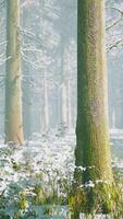 Trees in misty winter forest frosty and foggy video