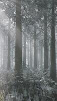 puesta de sol o amanecer en el bosque de pinos de invierno cubierto de nieve video