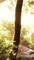 forêt du soir avec soleil et lumière volumique video