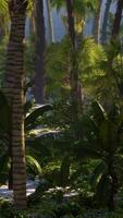 plage de palmiers sur une île paradisiaque tropicale idyllique video