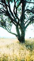 iconic oak tree casts a long shadow into a golden hill video