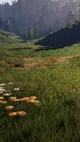 Alpes suíços com prado alpino verde em uma encosta e cercado por florestas de pinheiros video