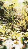 close-up de plantas na selva tropical video