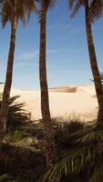 palme nel deserto del Sahara video