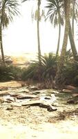 Panorama of Beautiful Oasis surrounded by sand dunes video