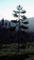 bosques de pinos en la base de la montaña en un día soleado de verano video