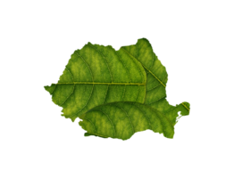 Romania map made of green leaves ecology concept png
