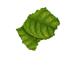 Lesotho map made of green leaves ecology concept png