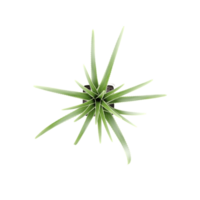 Topview of CPuya coerulea tree isolated on transparent Canvas png