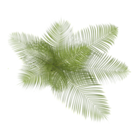 plam Leaf tree on isolated Canvas from the top view png