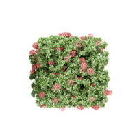 Dwarf ixora tree isolated on transparent Canvas png