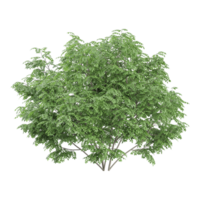 3D rendering of Black locust tree in transparent canvas png