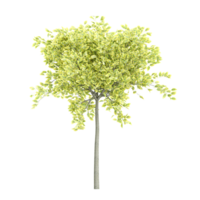 3d rendering of Euonymus emerald-n-gold tree png