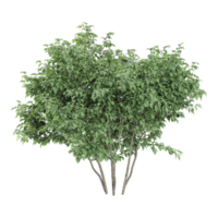 set of Dogwood plant isolated Canvas png