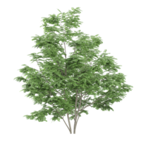 3d representación de madera del perro planta png