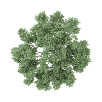 superiore Visualizza di bellissimo albero a partire dal isolato su tela png