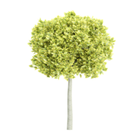 euonymus Smaragd und Gold Baum isoliert auf transparent Segeltuch png