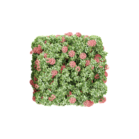 Beautiful Dwarf ixora tree isolated on transparent canvas png