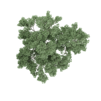 Tree top view, isolated on isolated canvas png