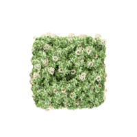 Green beautiful Dwarf ixora tree isolated on Canvas png