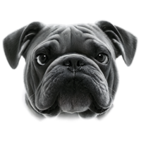 linda Inglés buldog png