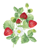 fragola acquerello illustrazione, fragola cespugli con verde le foglie e bianca fiori. png