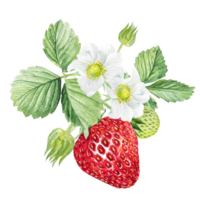 fresa acuarela ilustración, fresa arbustos con verde hojas y blanco flores png