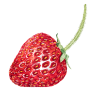 waterverf rood sappig aardbei met bladeren. voedsel achtergrond, geschilderd helder samenstelling. hand- getrokken voedsel illustratie. fruit afdrukken. zomer zoet fruit en bessen. png