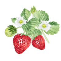 Erdbeere Aquarell Illustration, Erdbeere Gebüsch mit Grün Blätter und Weiß Blumen. png