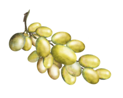 Watercolor illustration of a bunch white grapes.Hand drawn grapes png